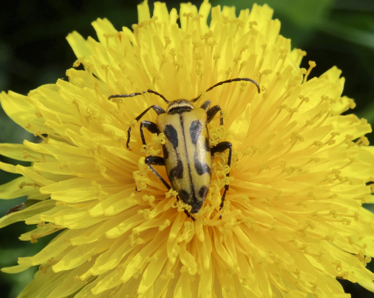Valokuvaaja: Liisa Niiva-Korpela