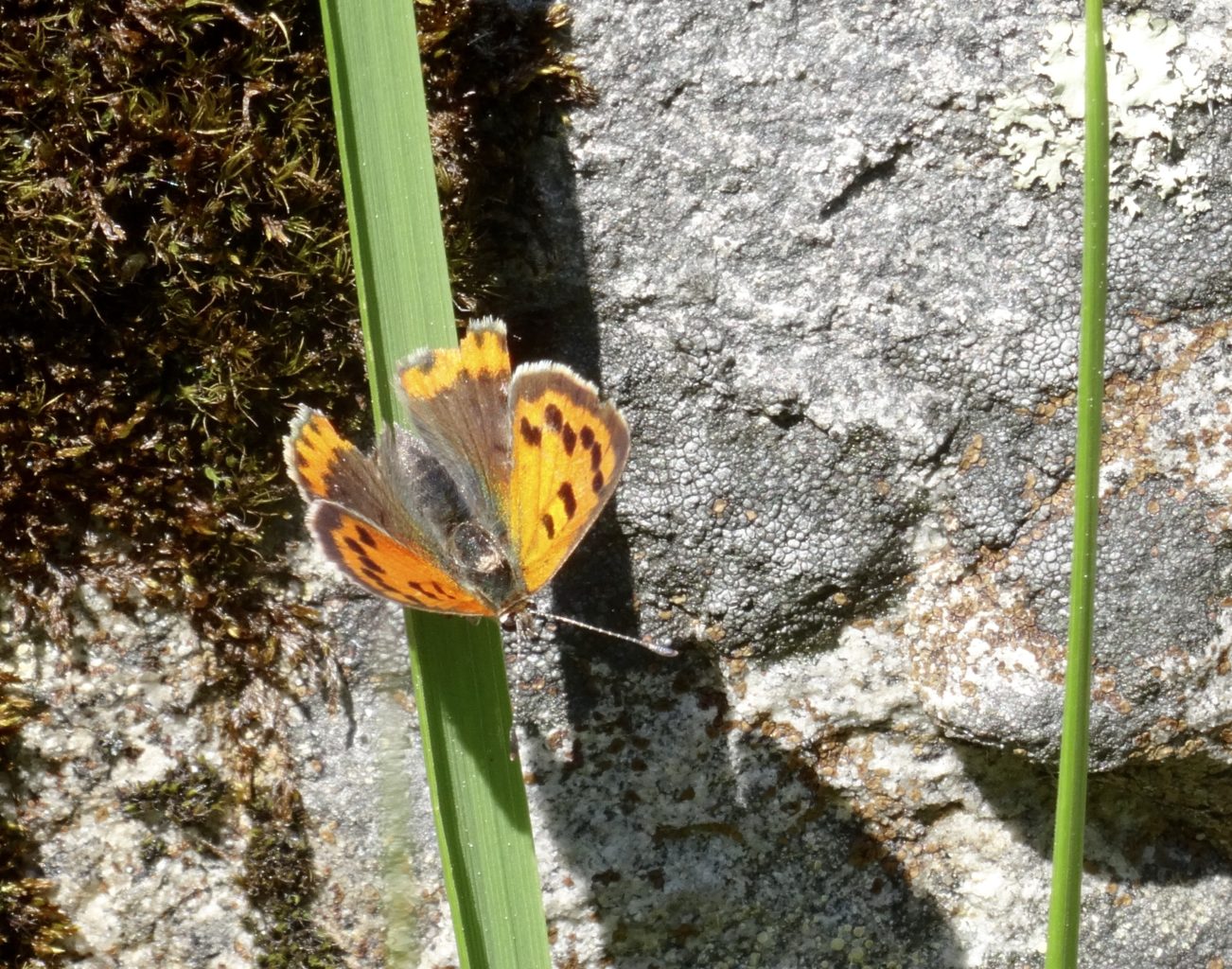Valokuvaaja: Liisa Niiva-Korpela