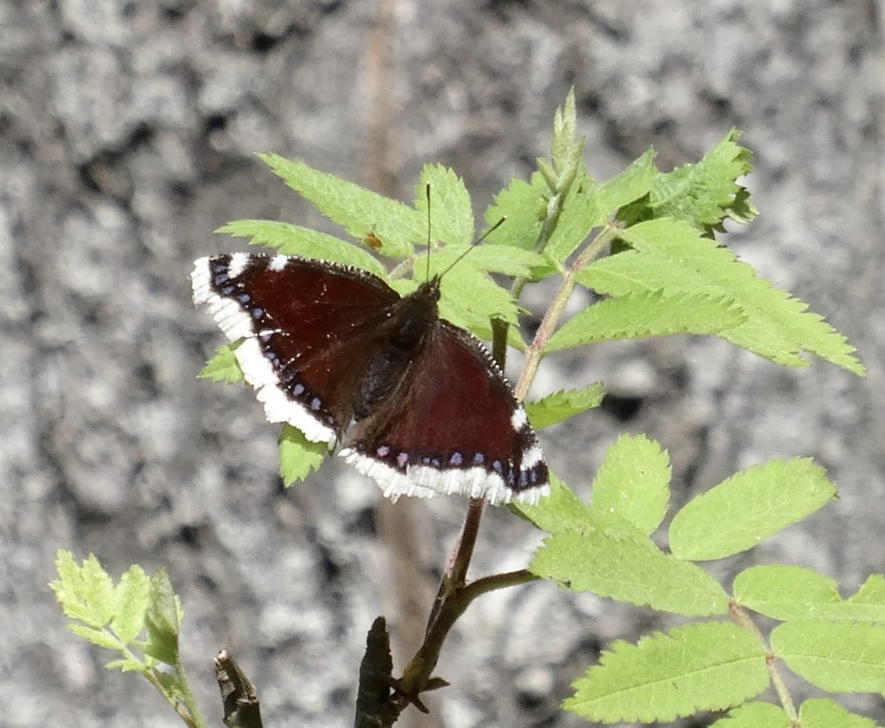 Valokuvaaja: Liisa Niiva-Korpela