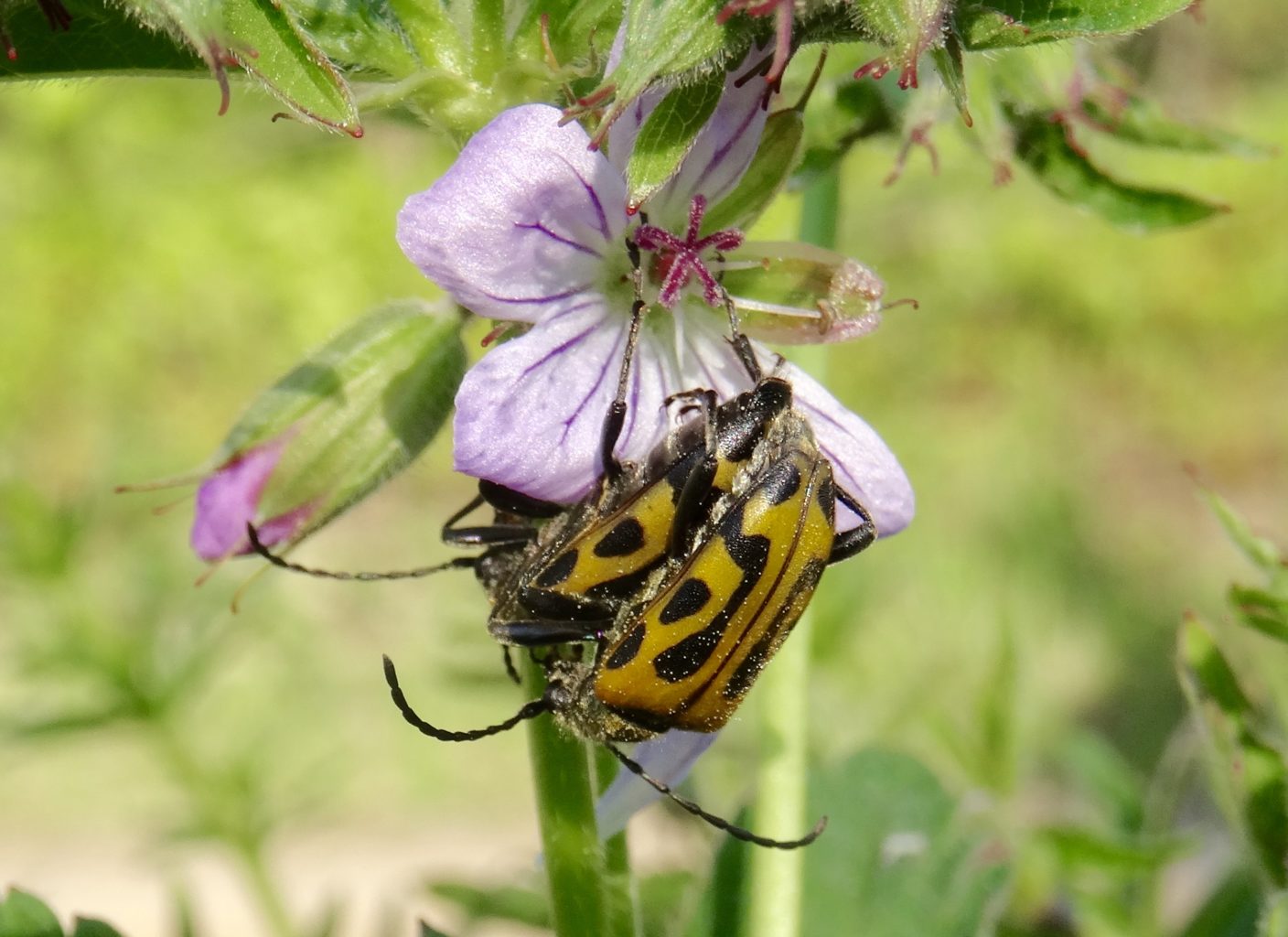 Valokuvaaja: Liisa Niiva-Korpela Valokuvaaja: Liisa Niiva-Korpela