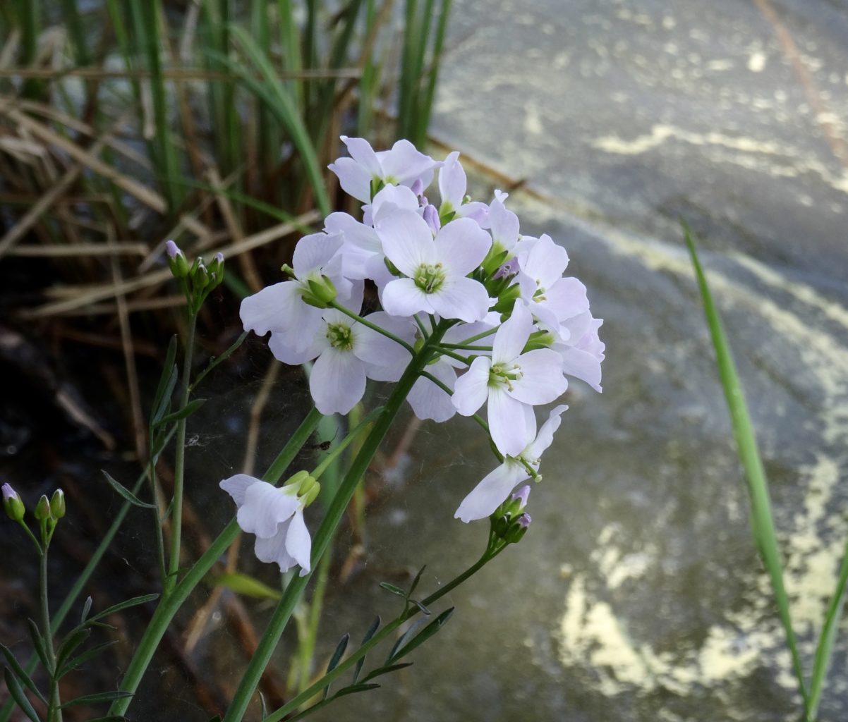 Valokuvaaja: Liisa Niiva-Korpela