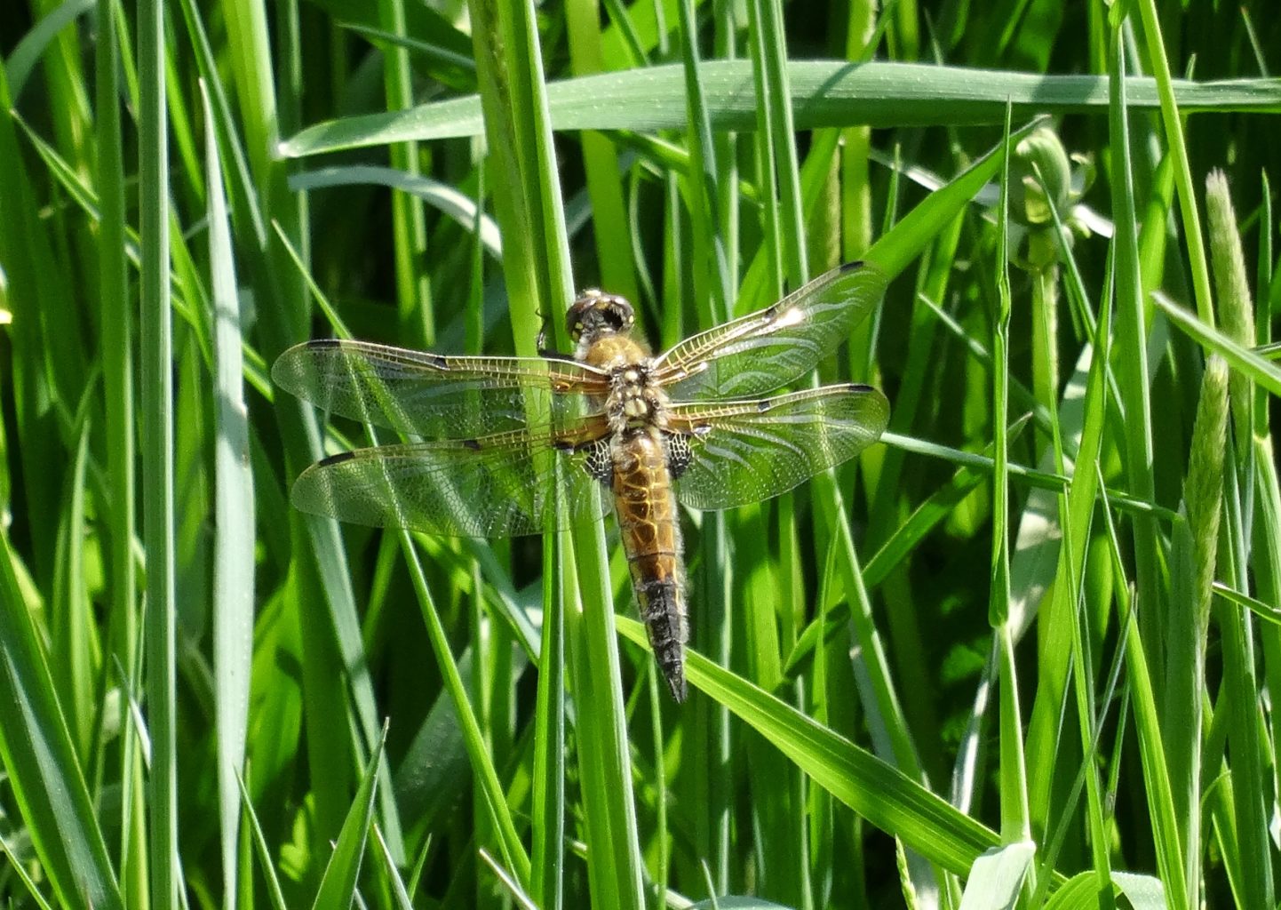 Valokuvaaja: Liisa Niiva-Korpela