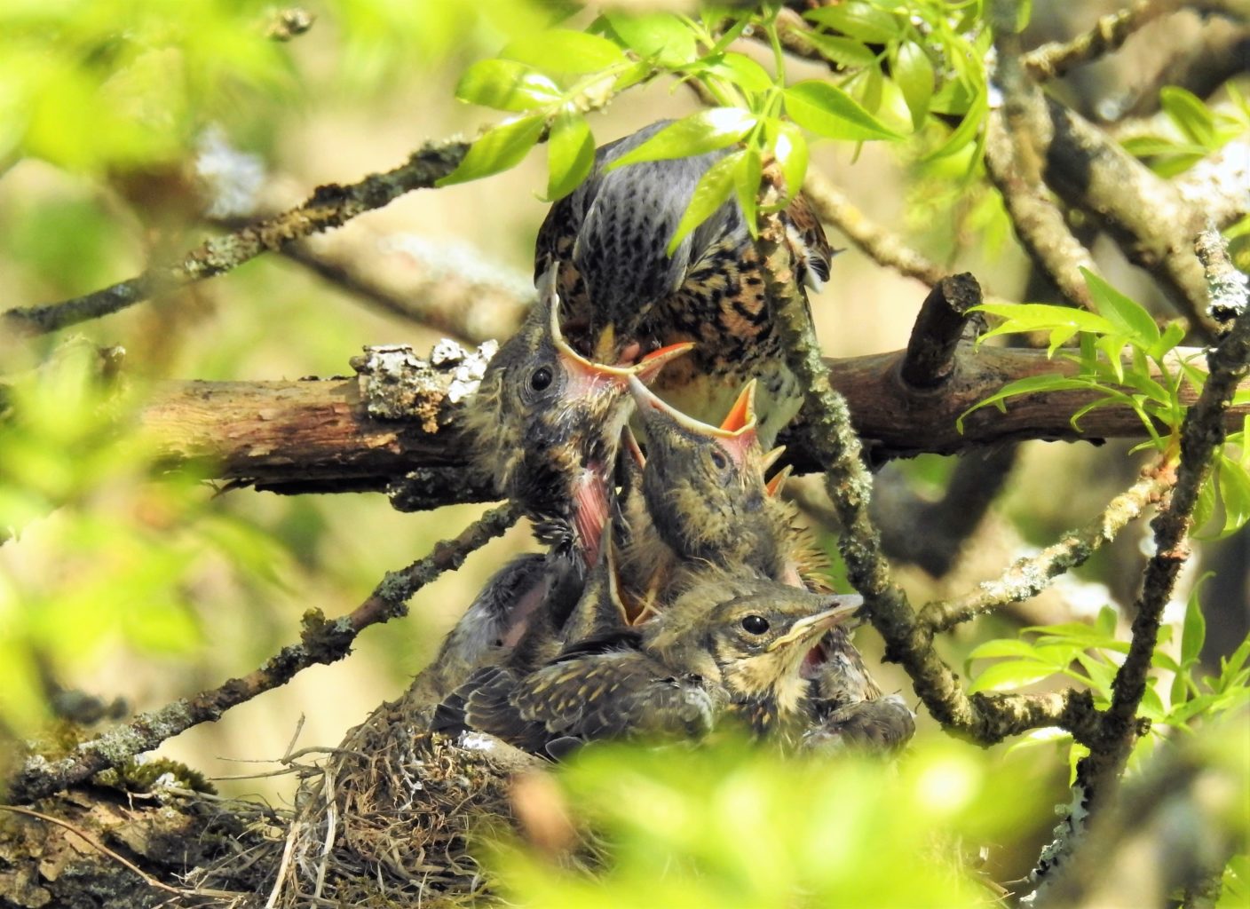 Valokuvaaja: Marja-Liisa  Paavola
