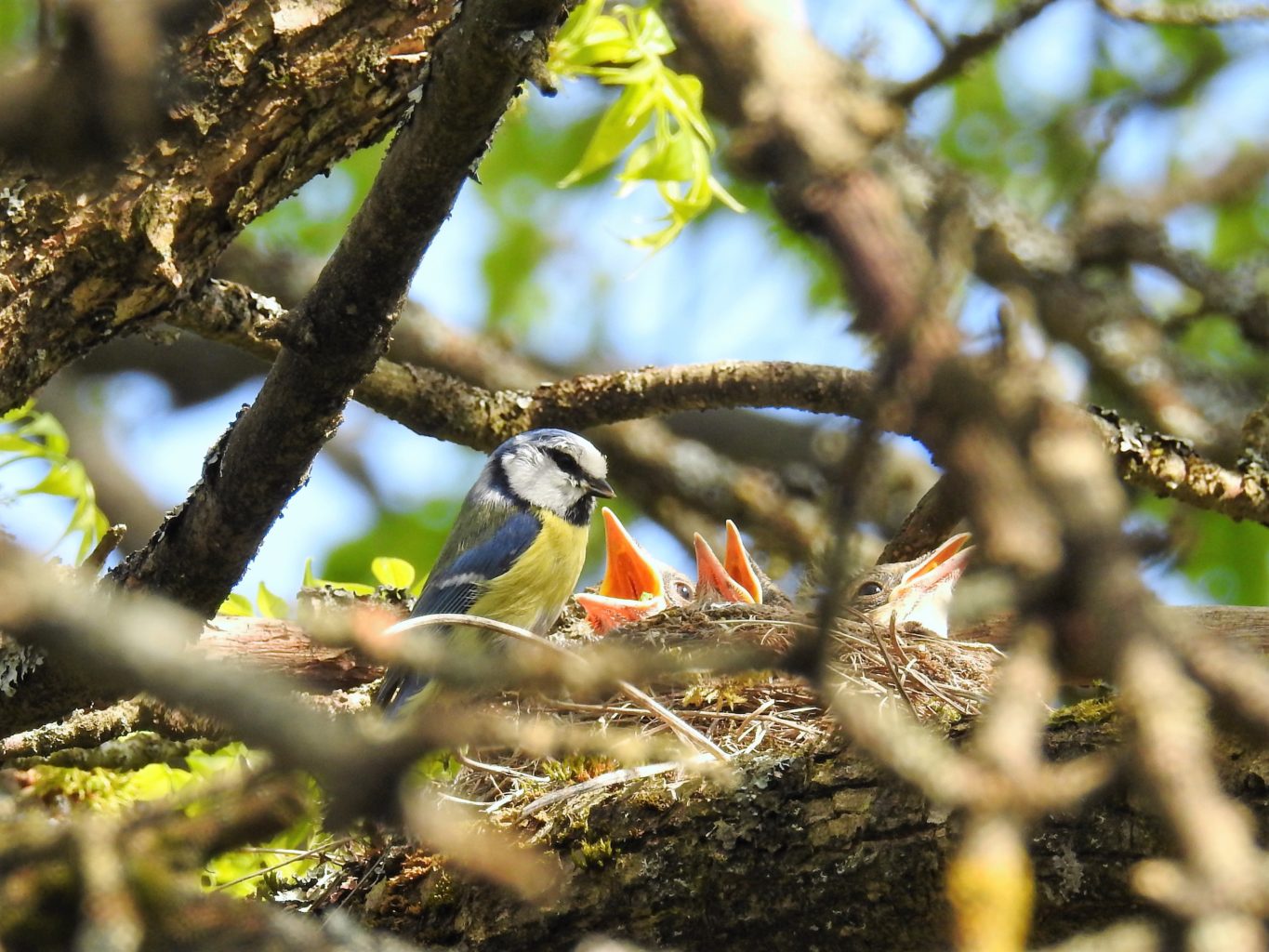 Valokuvaaja: Marja-Liisa  Paavola