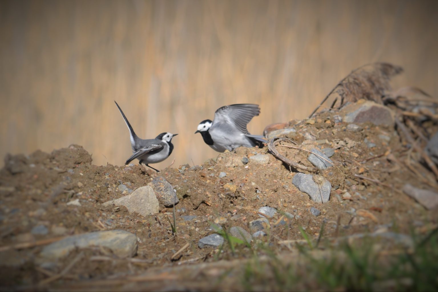 Valokuvaaja: Leena Latvala