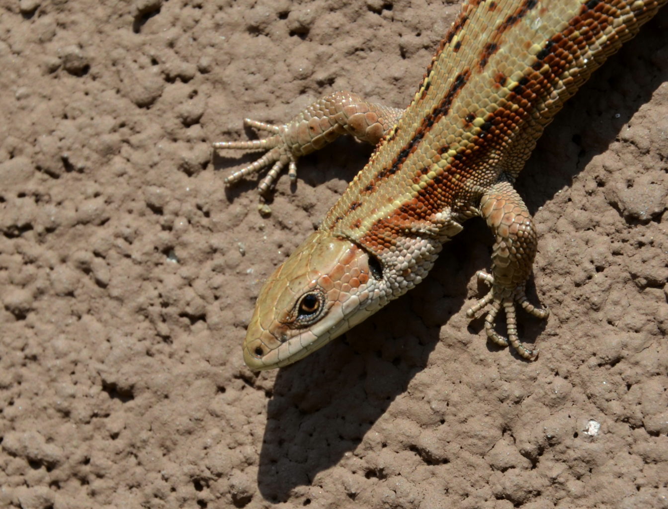 Valokuvaaja: Eija Varjola