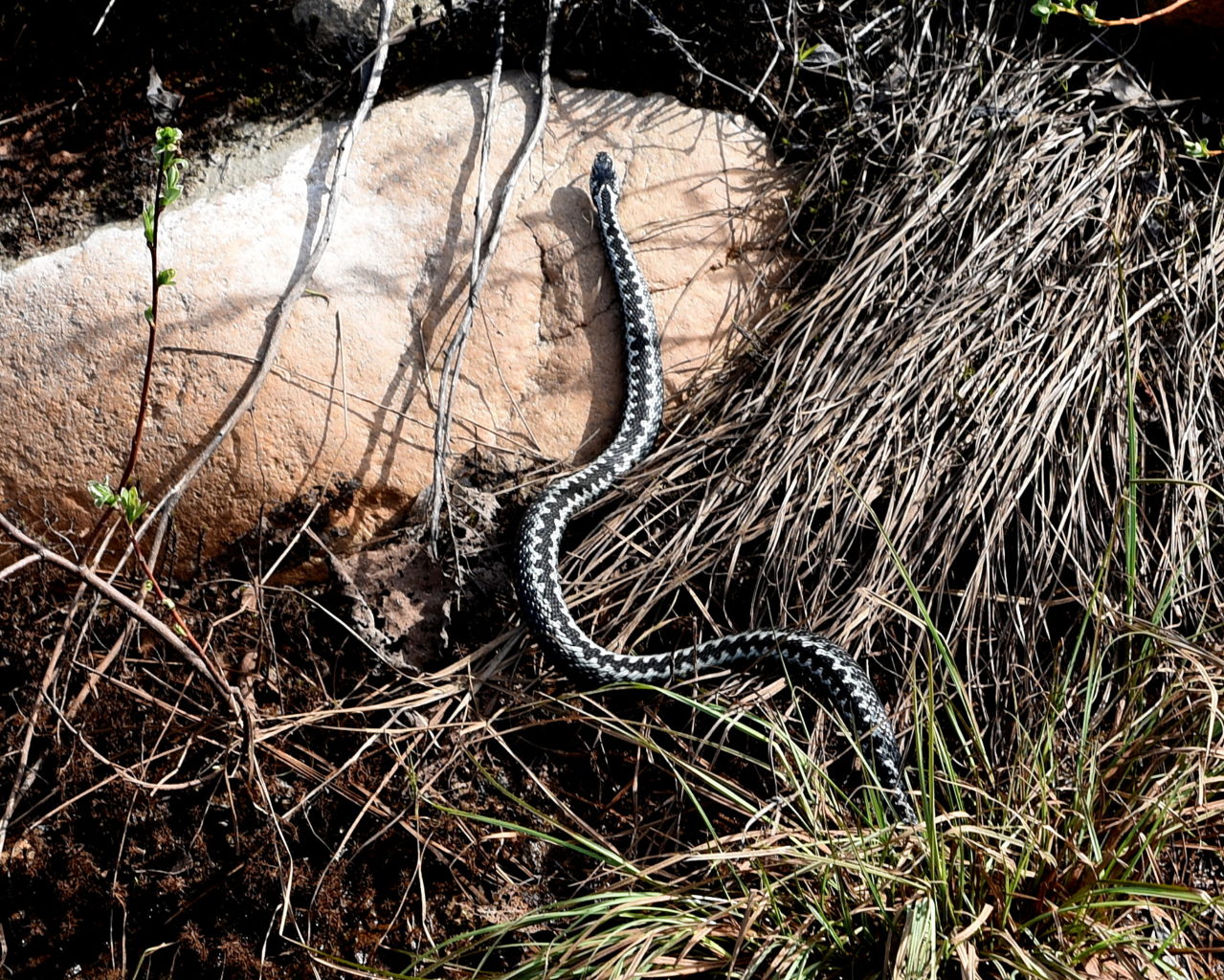 Valokuvaaja: armas vares