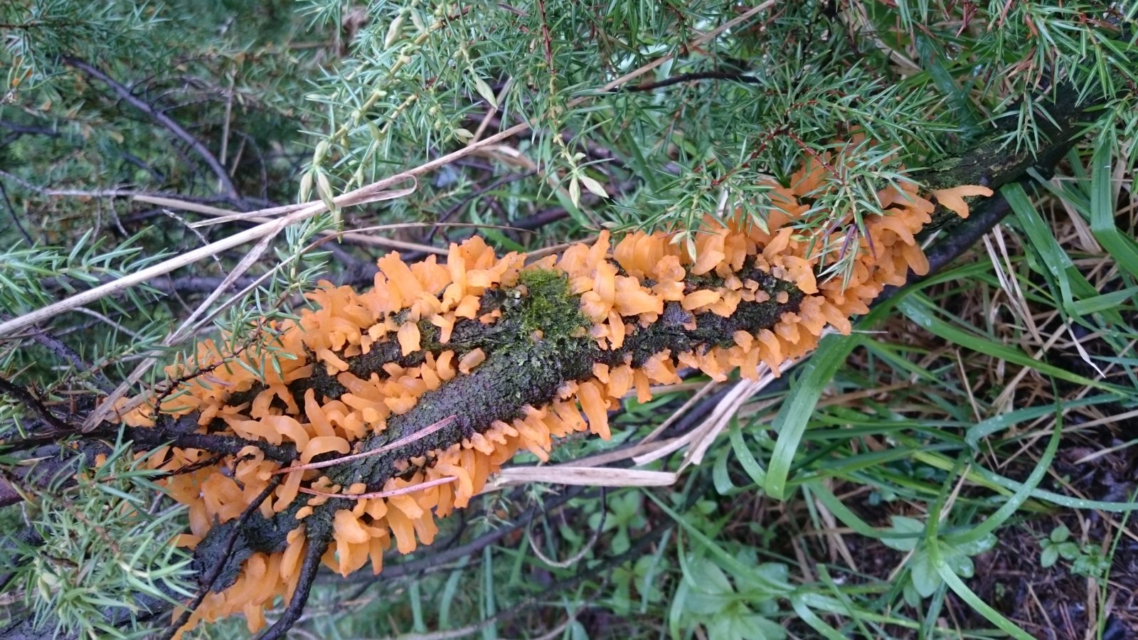 Valokuvaaja: Laura Orasmaa