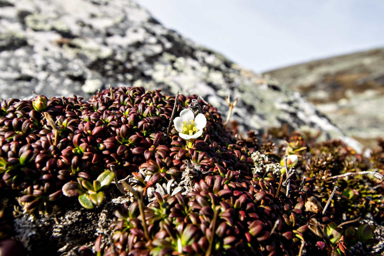 Valokuvaaja: Katri Niskanen