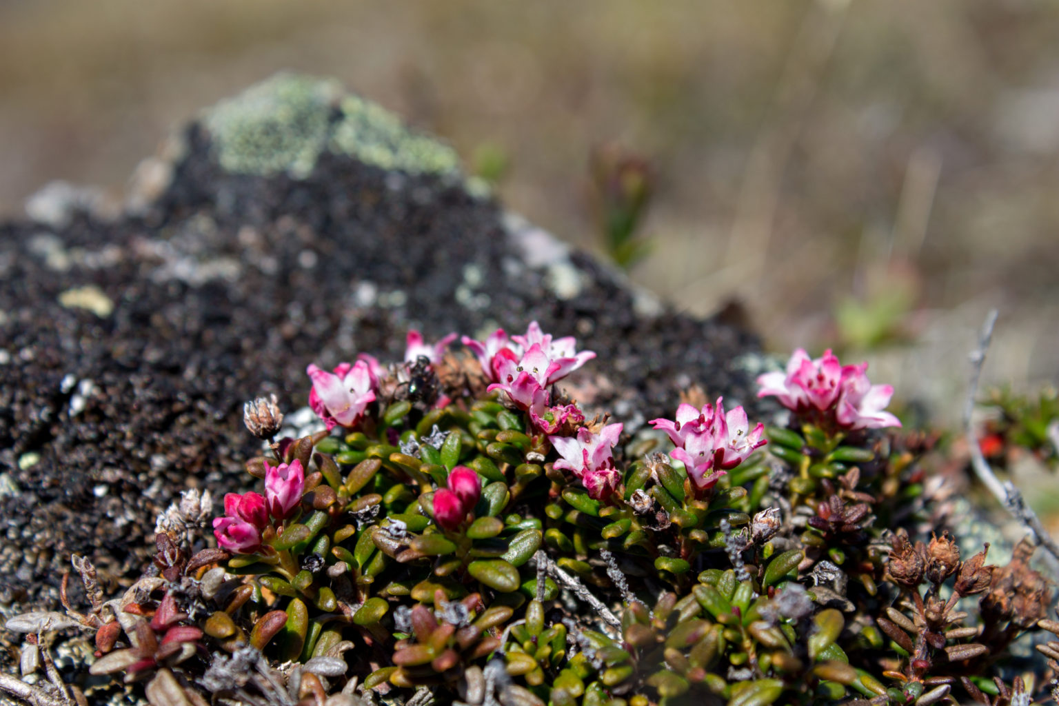 Valokuvaaja: Katri Niskanen Valokuvaaja: Katri Niskanen