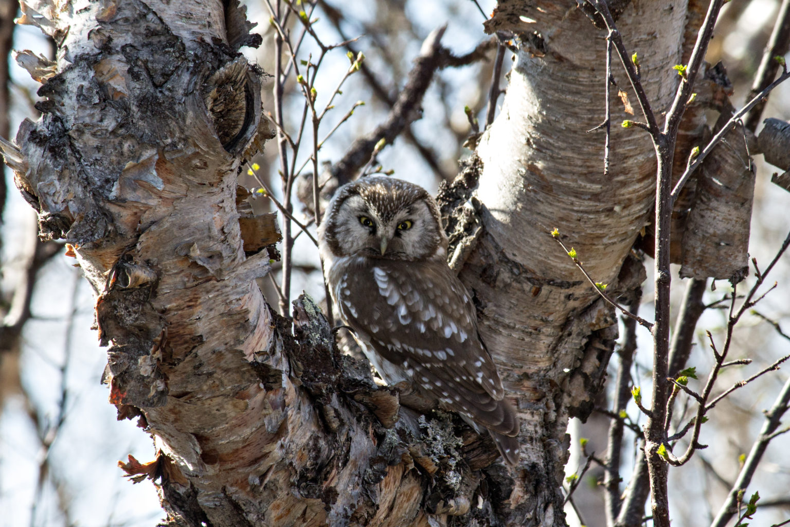 Valokuvaaja: Katri Niskanen