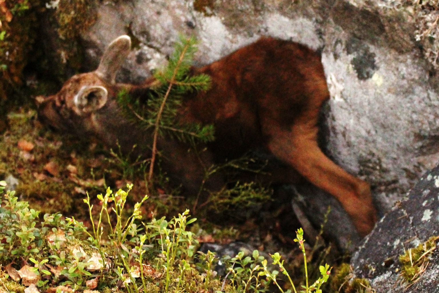Valokuvaaja: Aimo Räty Valokuvaaja: Aimo Räty
