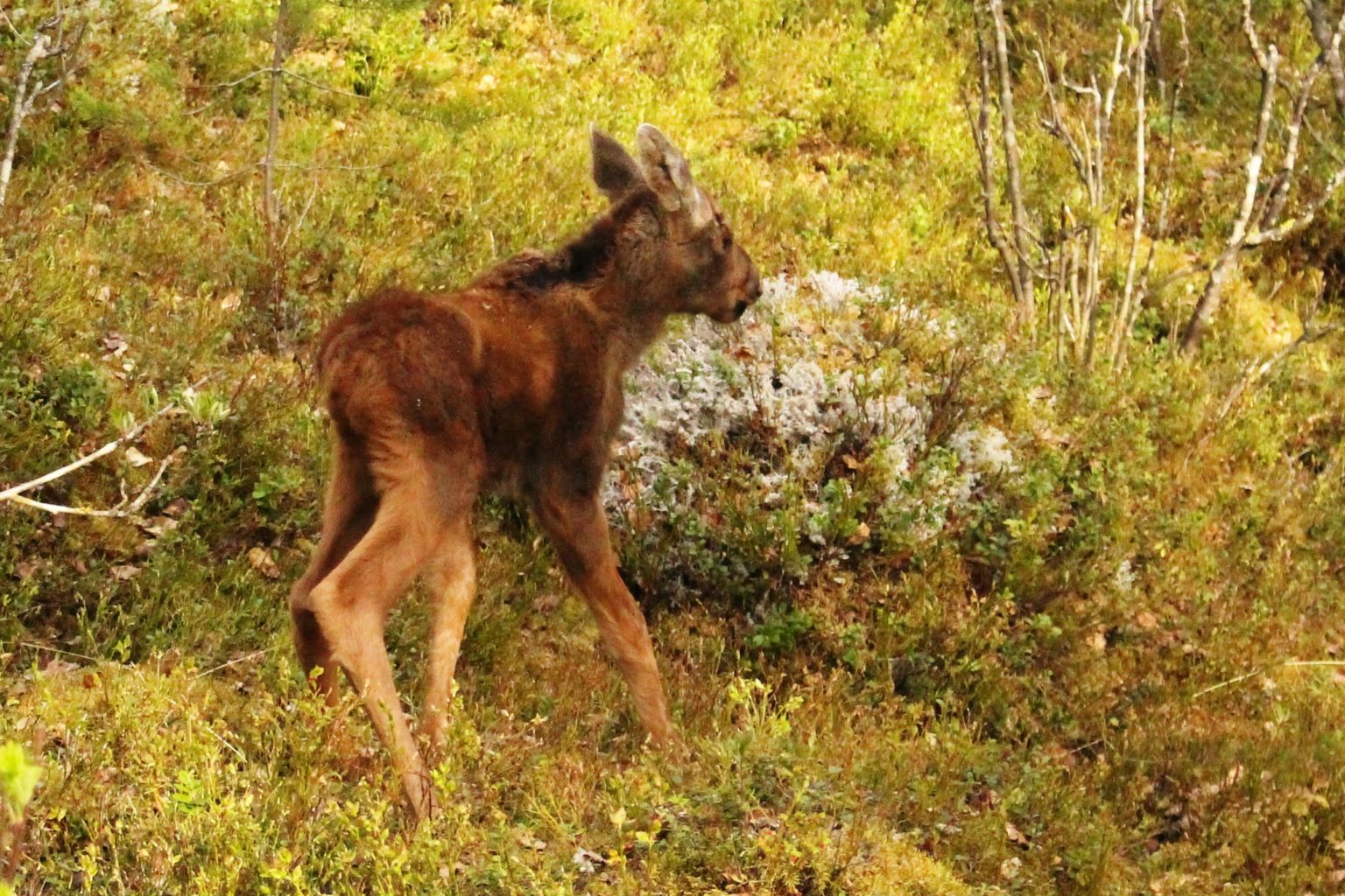 Valokuvaaja: Aimo Räty Valokuvaaja: Aimo Räty