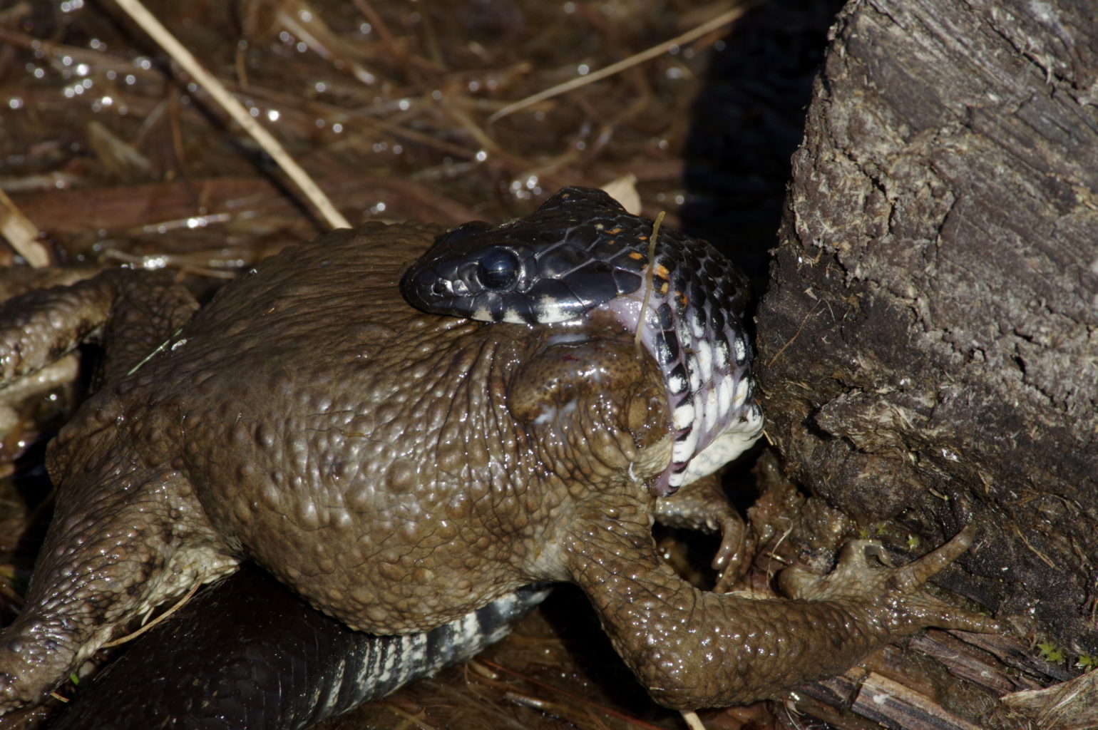 Valokuvaaja: Heikki Heinonen