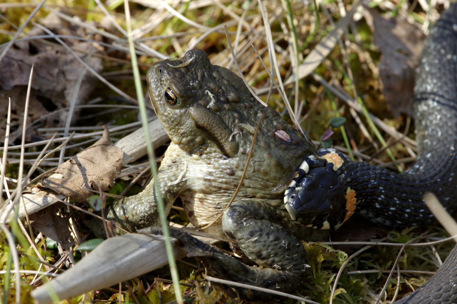 Valokuvaaja: Heikki Heinonen
