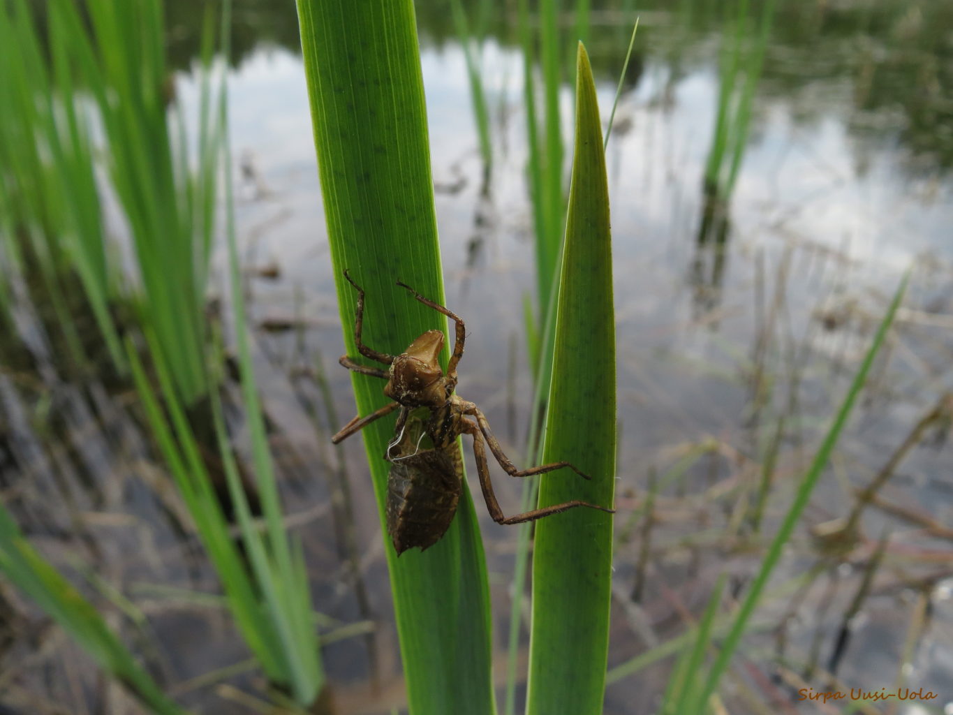 Valokuvaaja: Sirpa Uusi-Uola