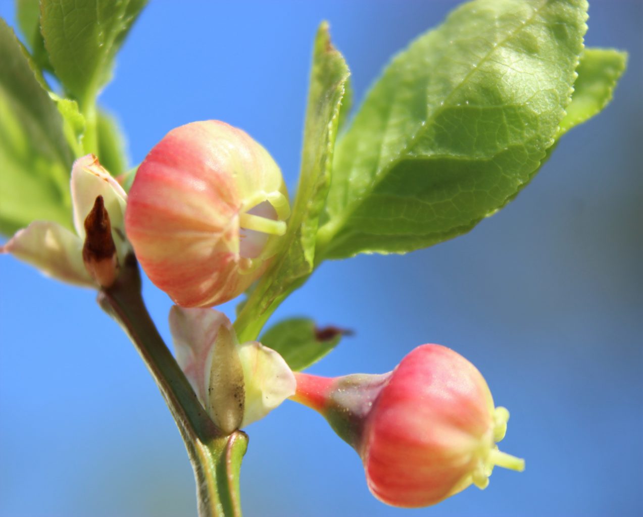 Valokuvaaja: Irja lehtinen Valokuvaaja: Irja lehtinen
