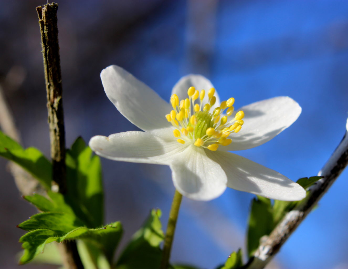 Valokuvaaja: Irja lehtinen