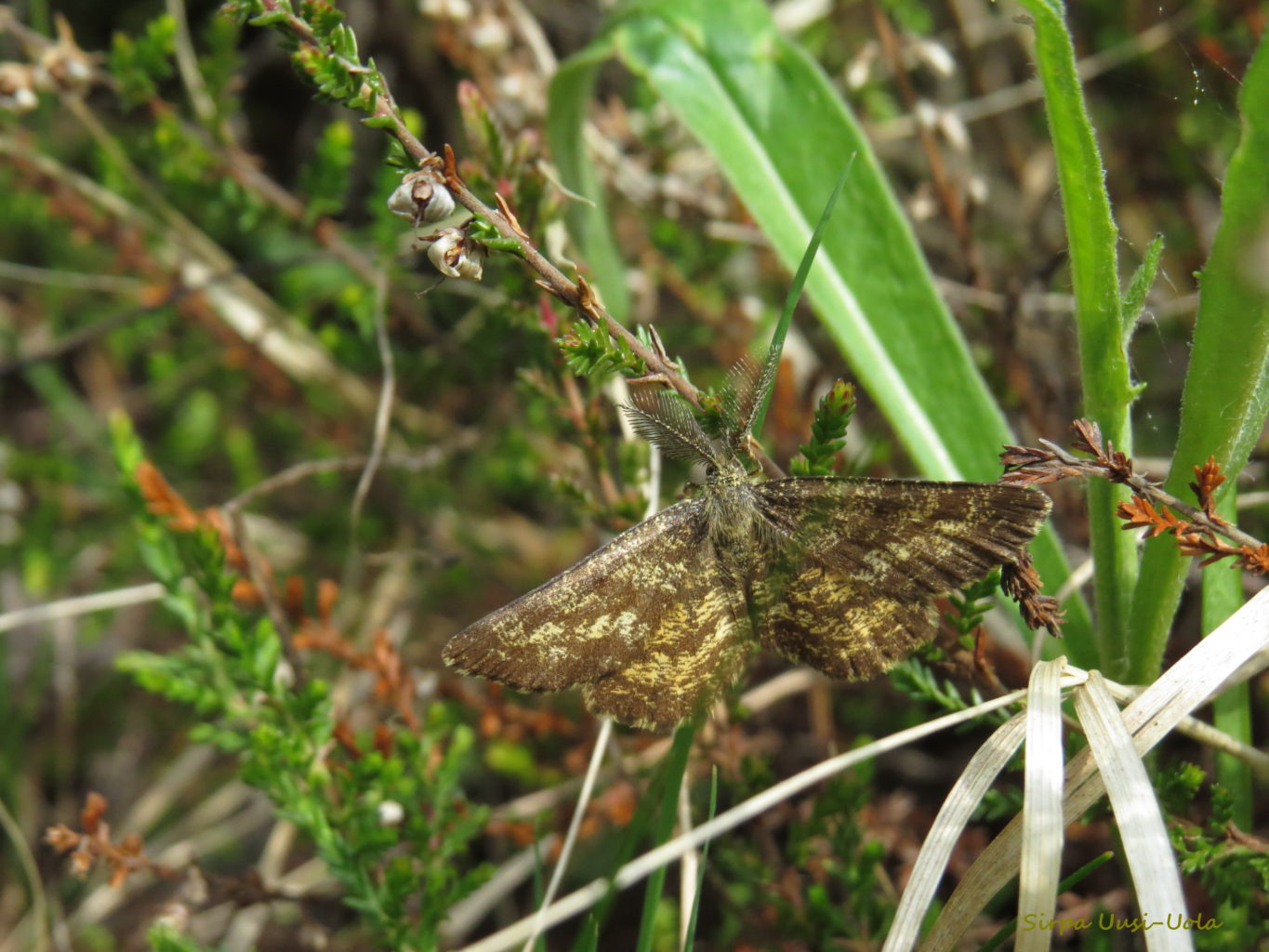 Valokuvaaja: Sirpa Uusi-Uola