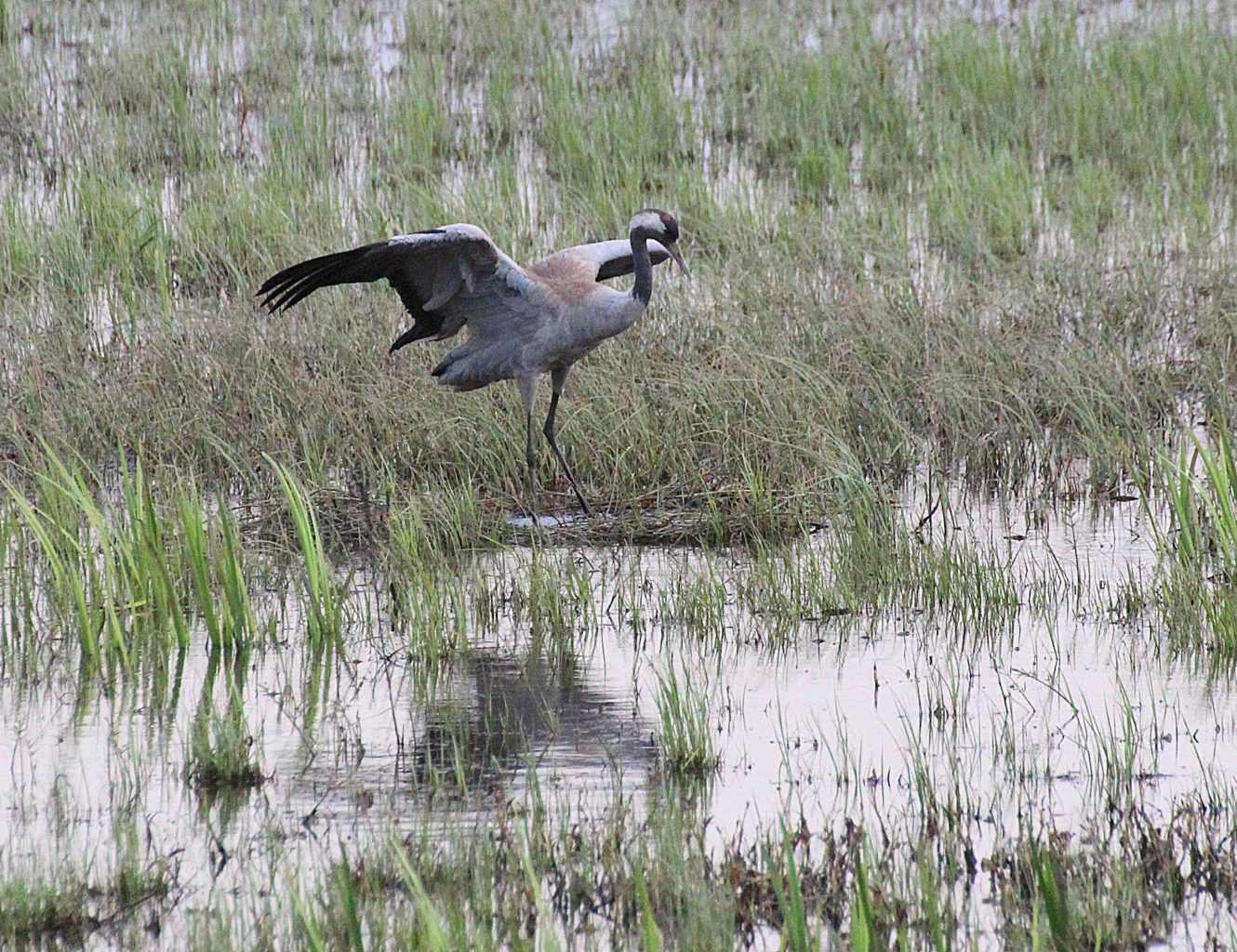 Valokuvaaja: Irja Lehtinen