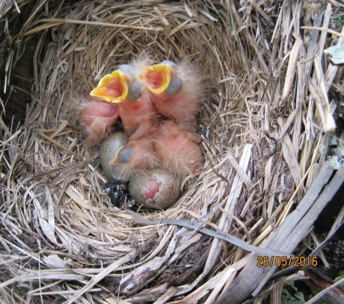 Valokuvaaja: Tuula Makkonen