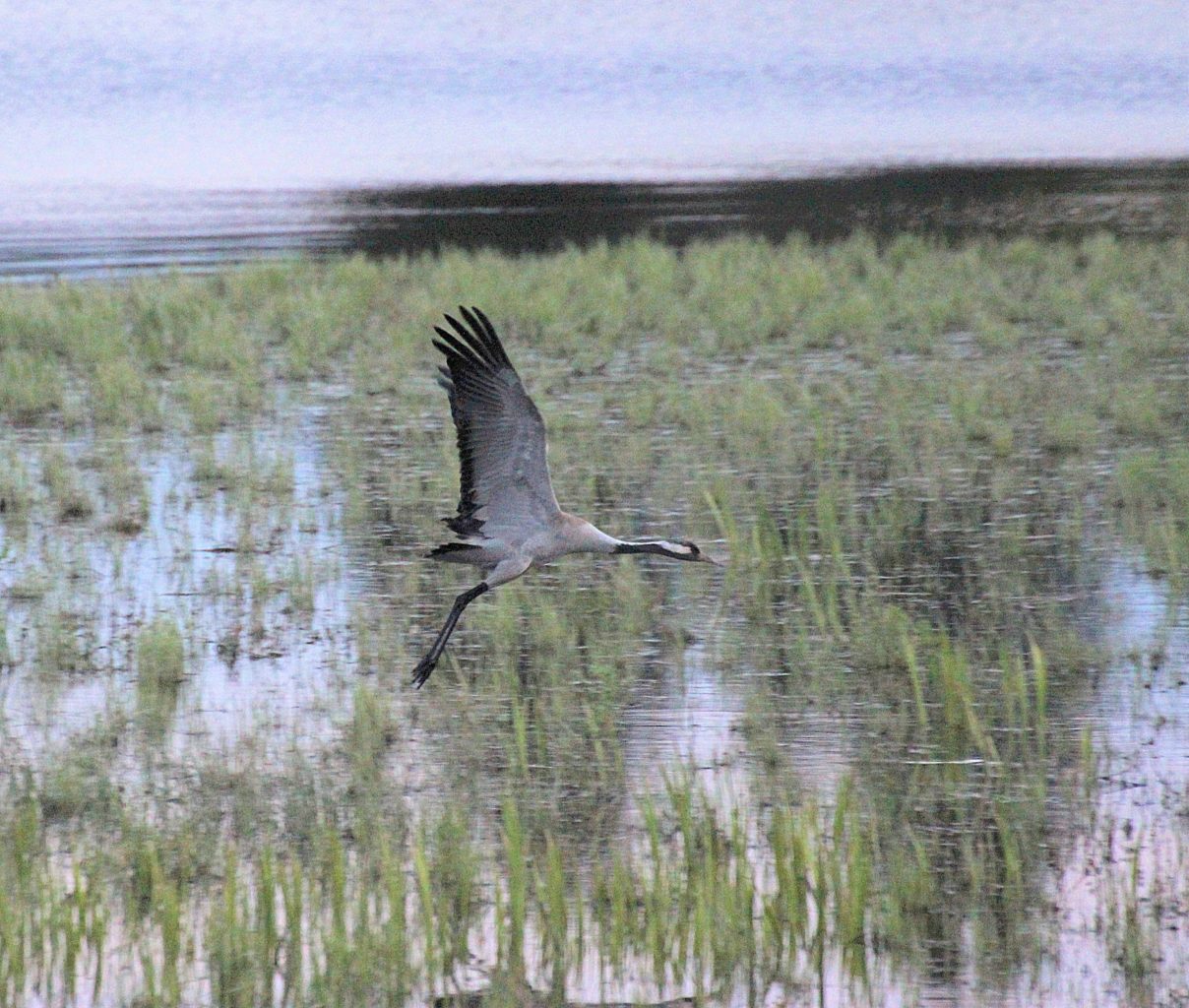 Valokuvaaja: Irja Lehtinen Valokuvaaja: Irja Lehtinen