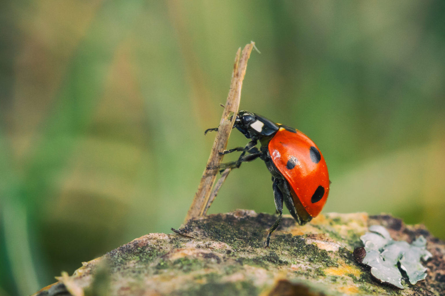 Valokuvaaja: Ossi Saarinen