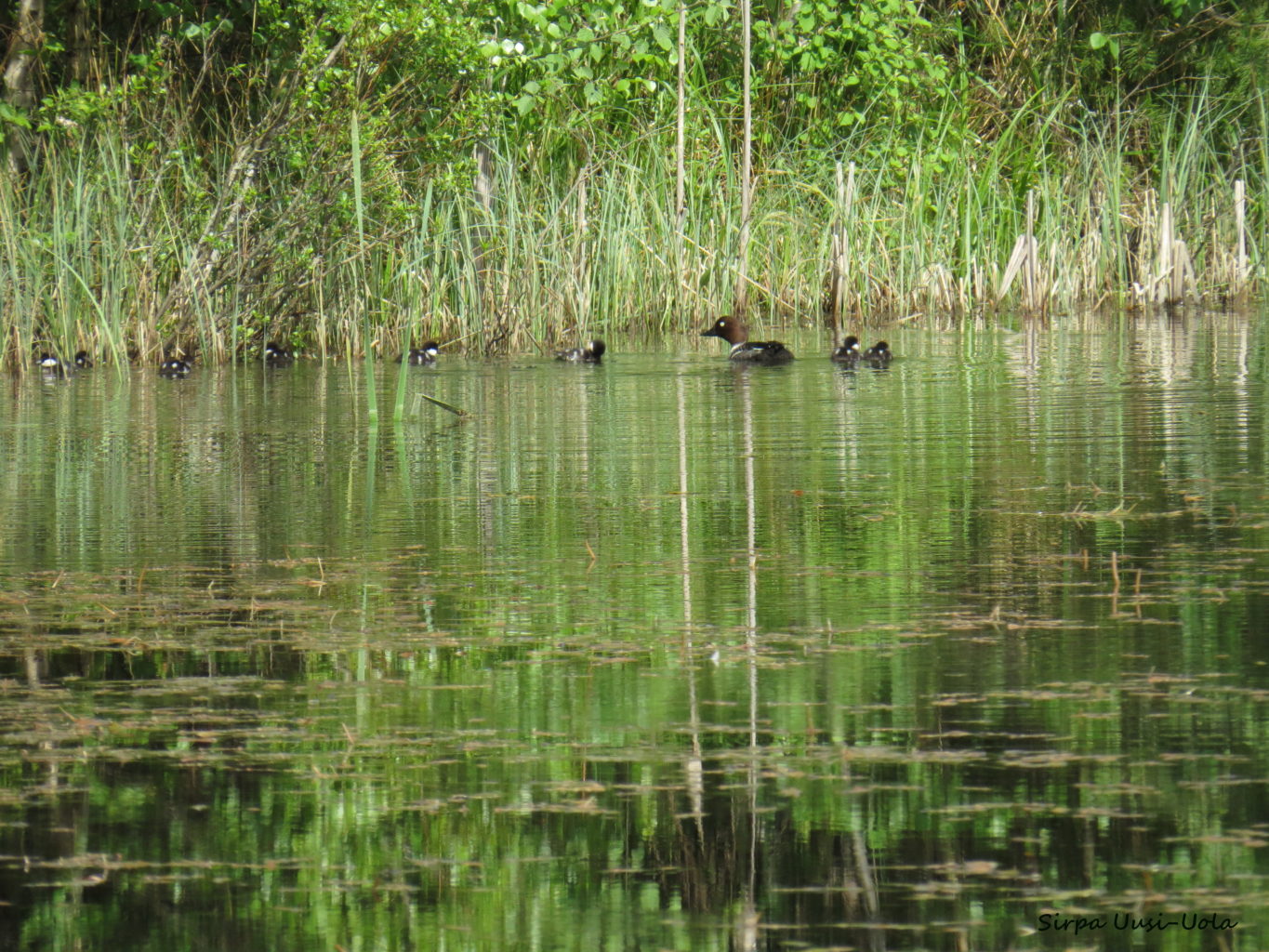 Valokuvaaja: Sirpa Uusi-Uola