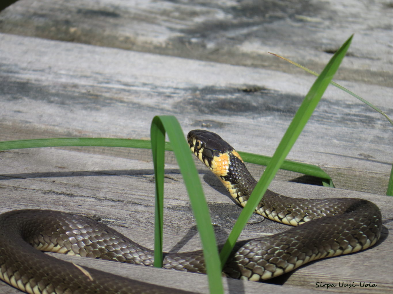 Valokuvaaja: Sirpa Uusi-Uola