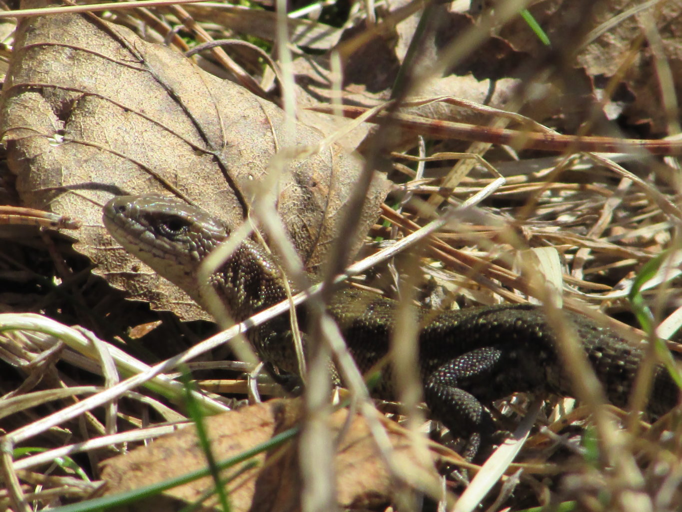 Valokuvaaja: Jouni Nevalainen
