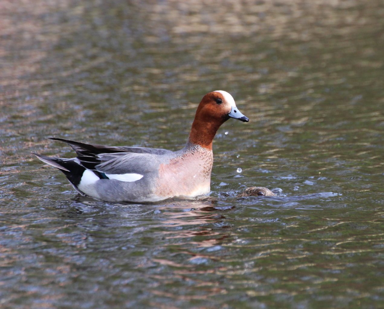 Valokuvaaja: Irja lehtinen