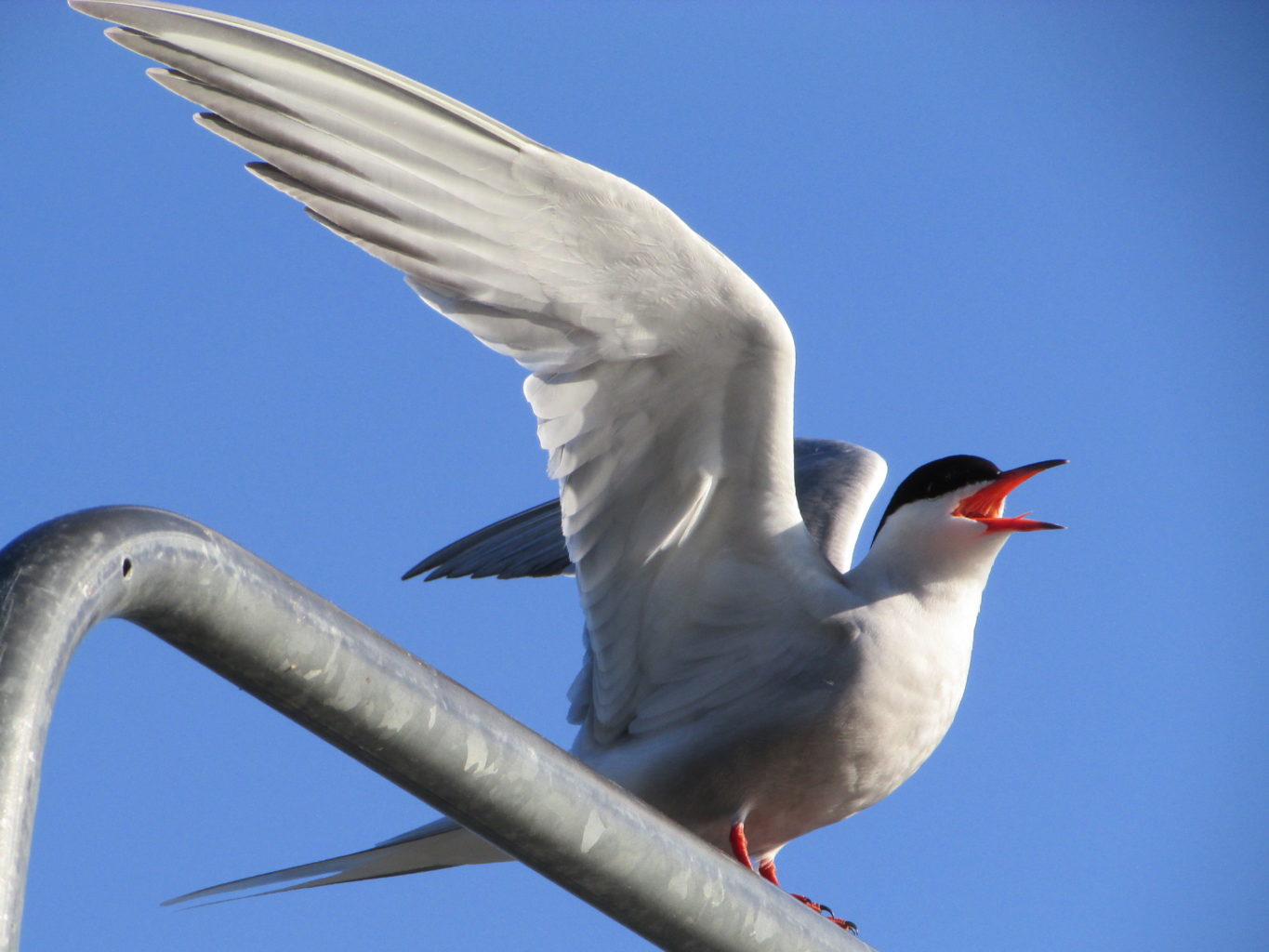 Valokuvaaja: Jouni Nevalainen Valokuvaaja: Jouni Nevalainen