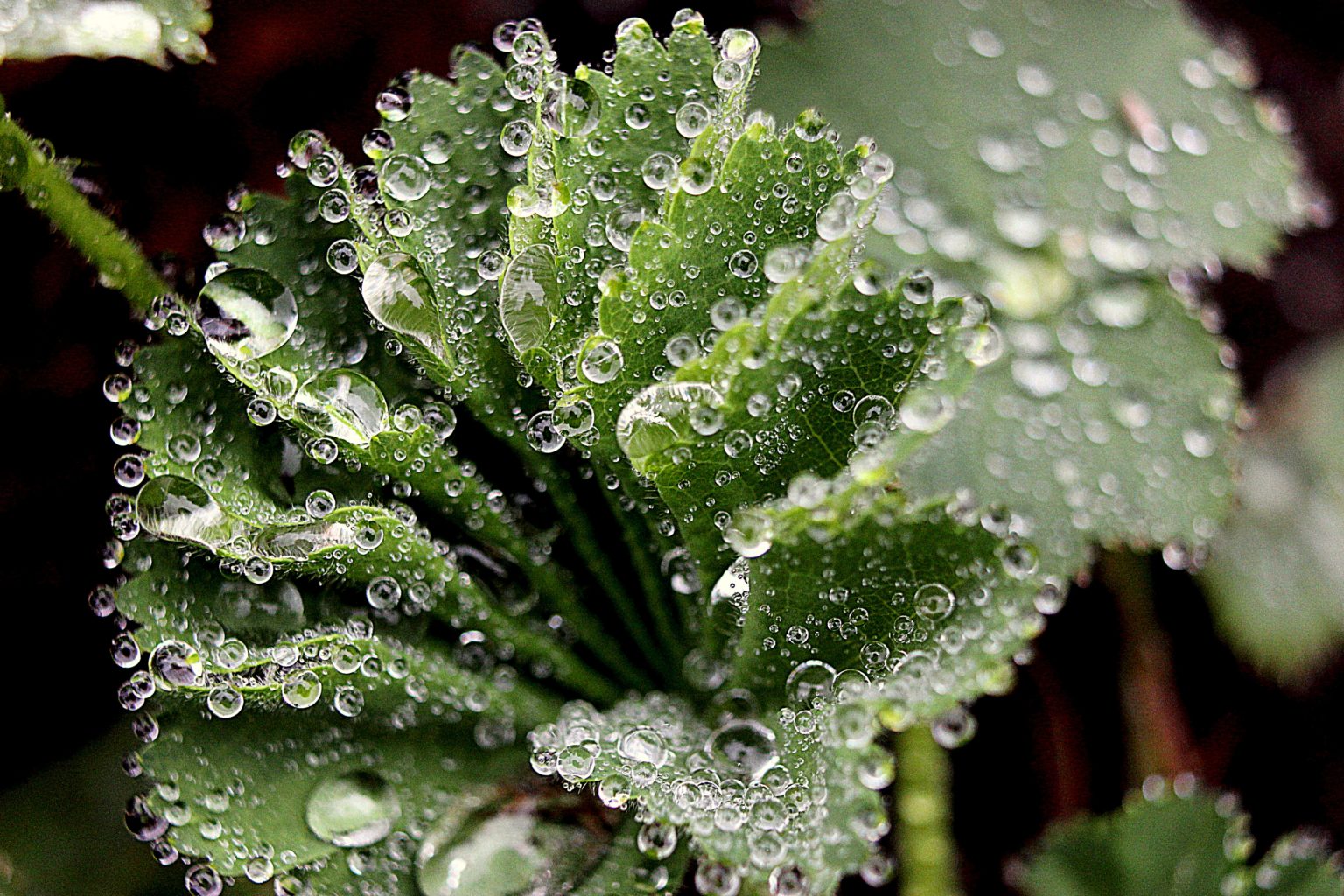 Valokuvaaja: Irja Lehtinen