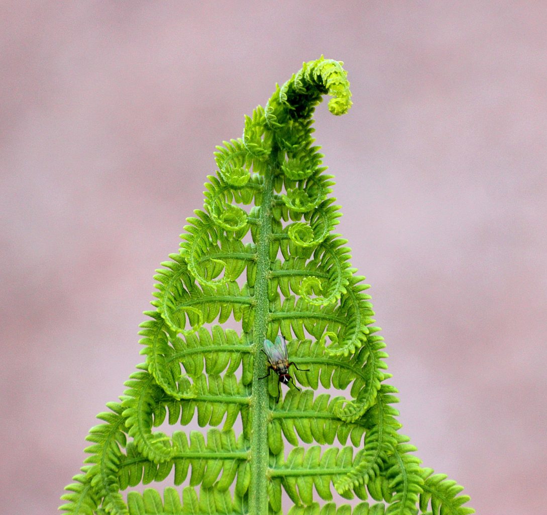 Valokuvaaja: Irja Lehtinen
