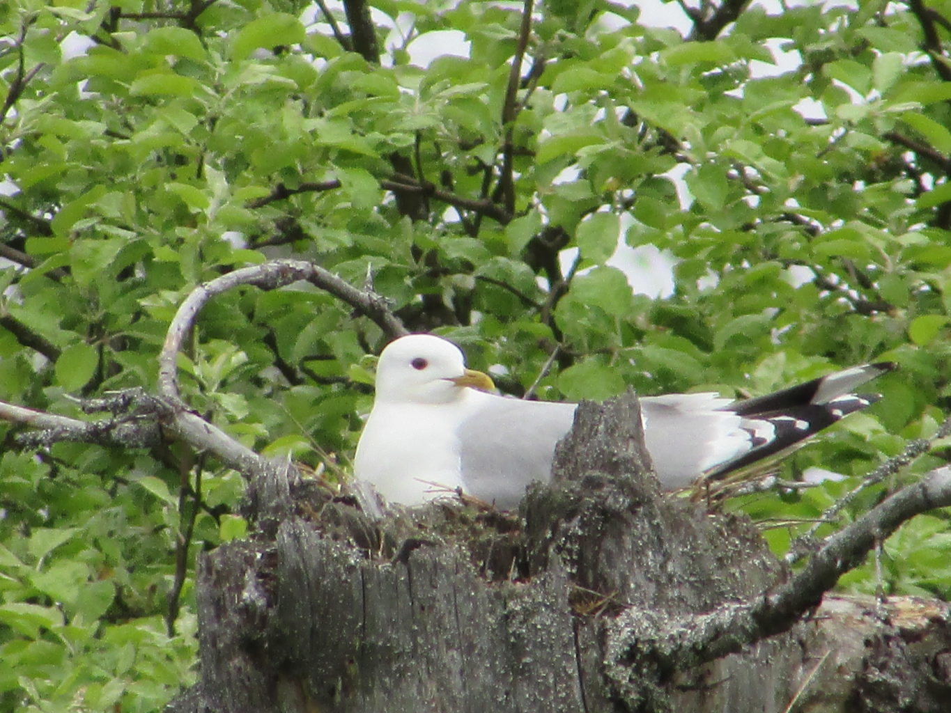 Valokuvaaja: Jouni Nevalainen