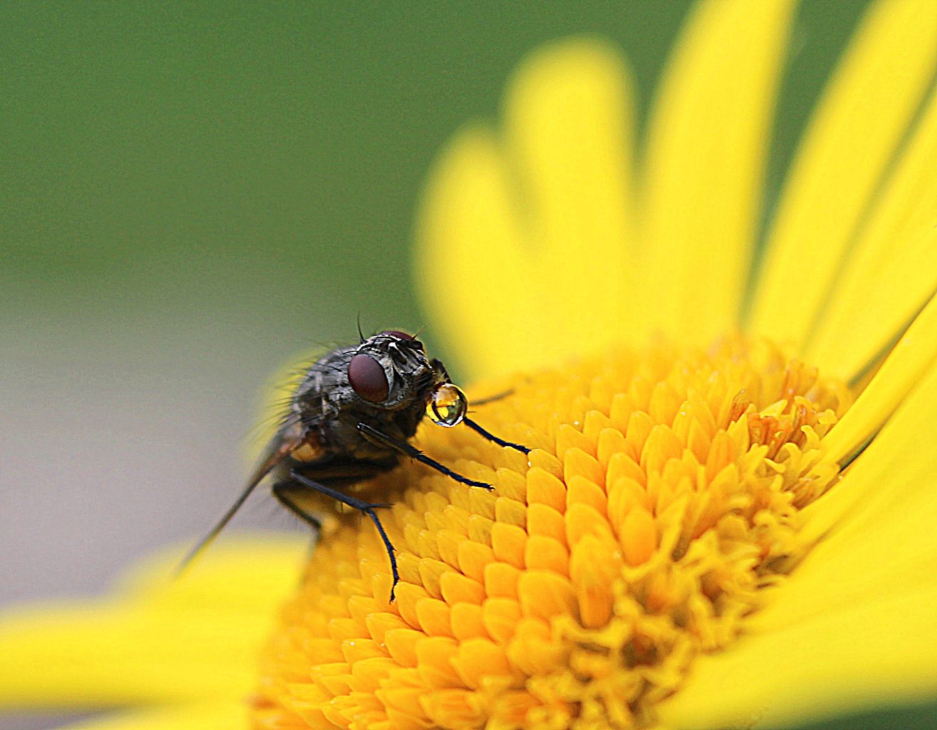 Valokuvaaja: Irja Lehtinen