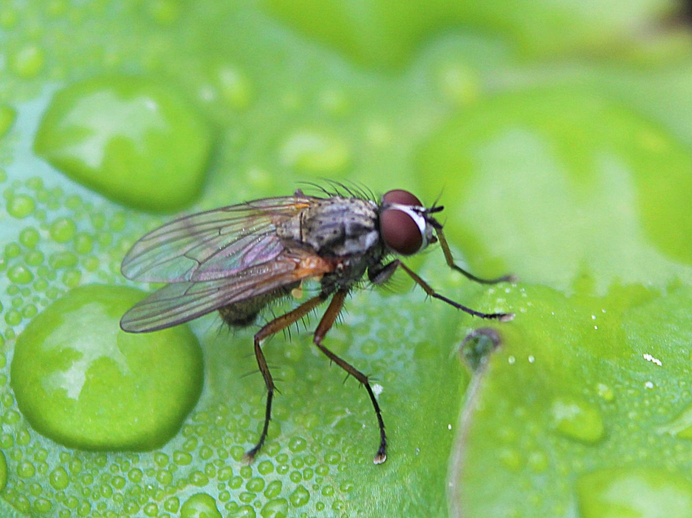 Valokuvaaja: Irja Lehtinen