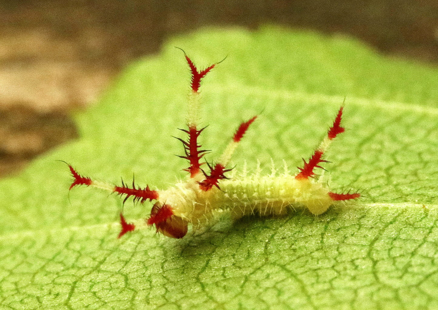 Valokuvaaja: Hannu Rasiranta
