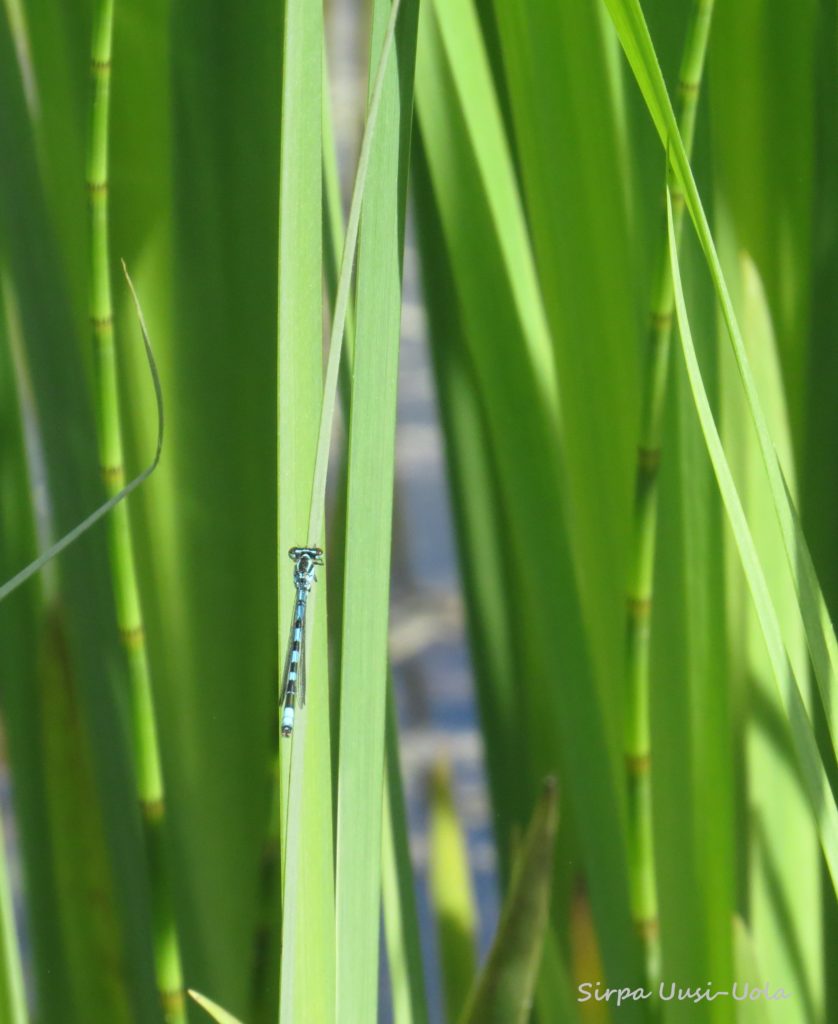Valokuvaaja: Sirpa Uusi-Uola Valokuvaaja: Sirpa Uusi-Uola