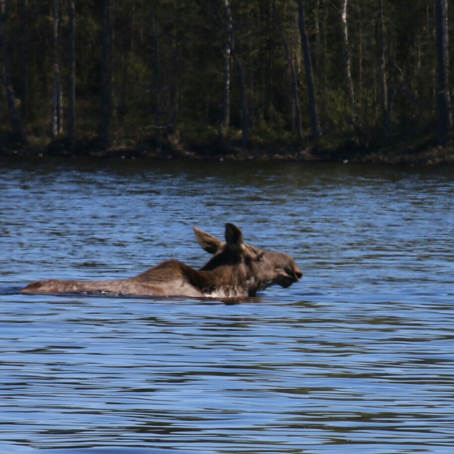 Valokuvaaja: Vesa Grekula