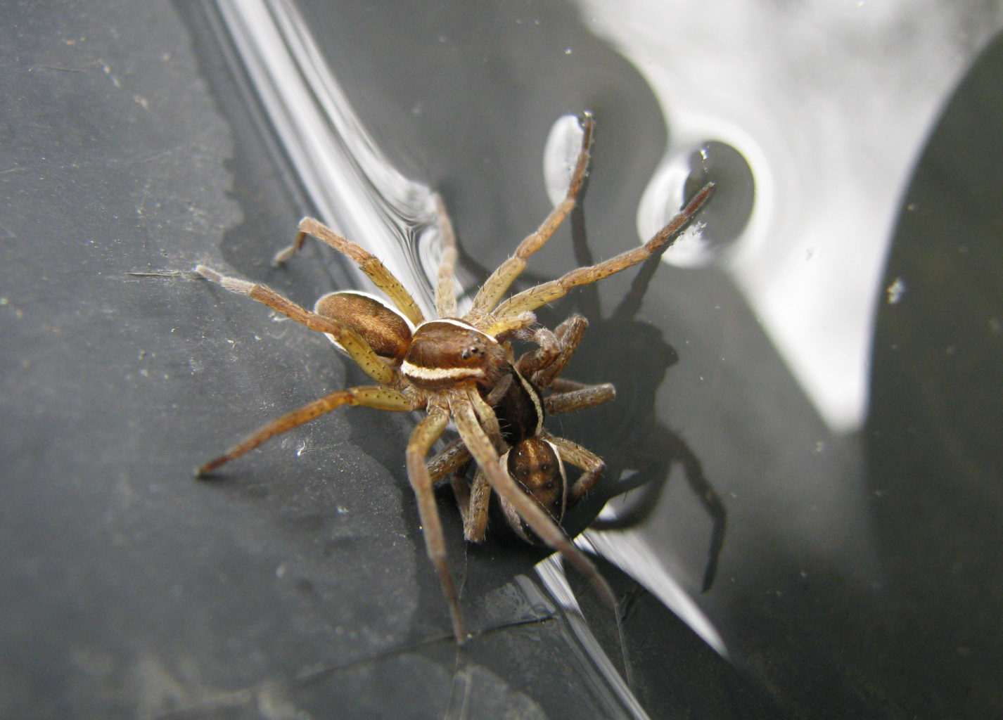 Valokuvaaja: Arja Illman