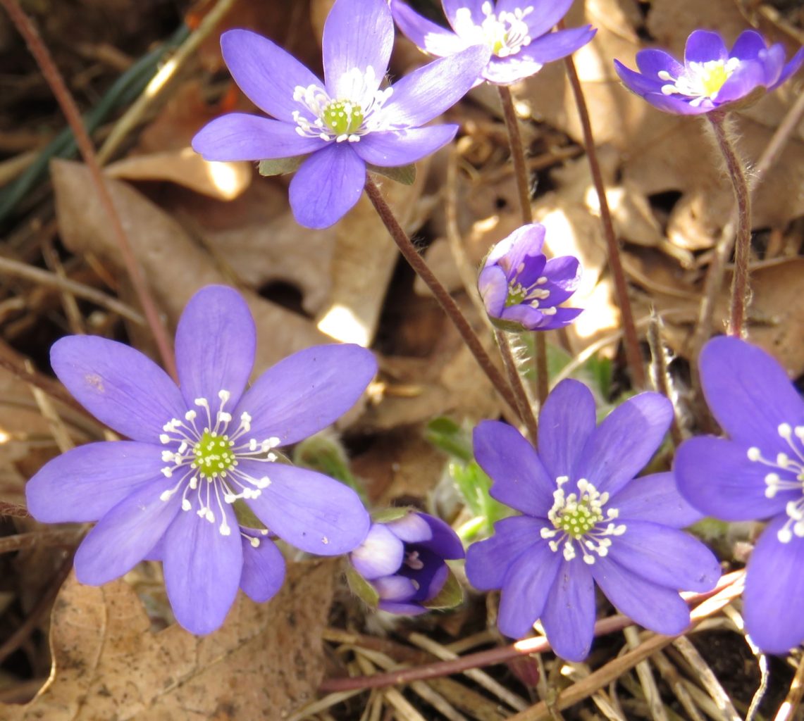 Valokuvaaja: Olivia Kuuri-Riutta