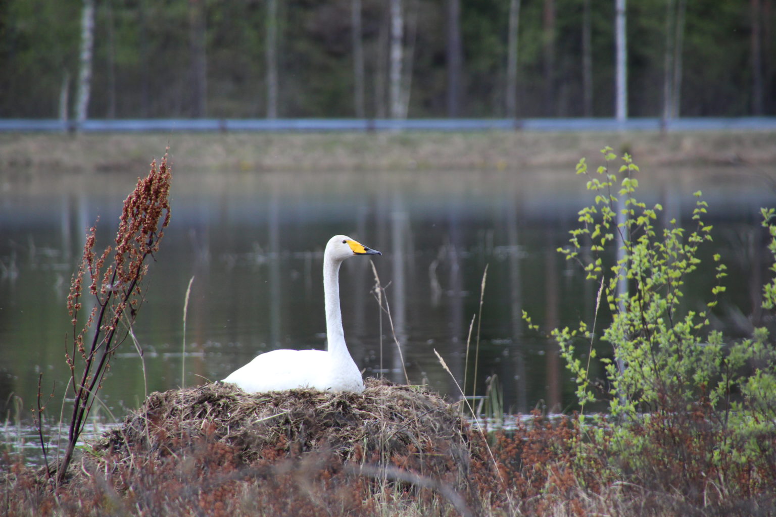 Valokuvaaja: Tiina Laihanen