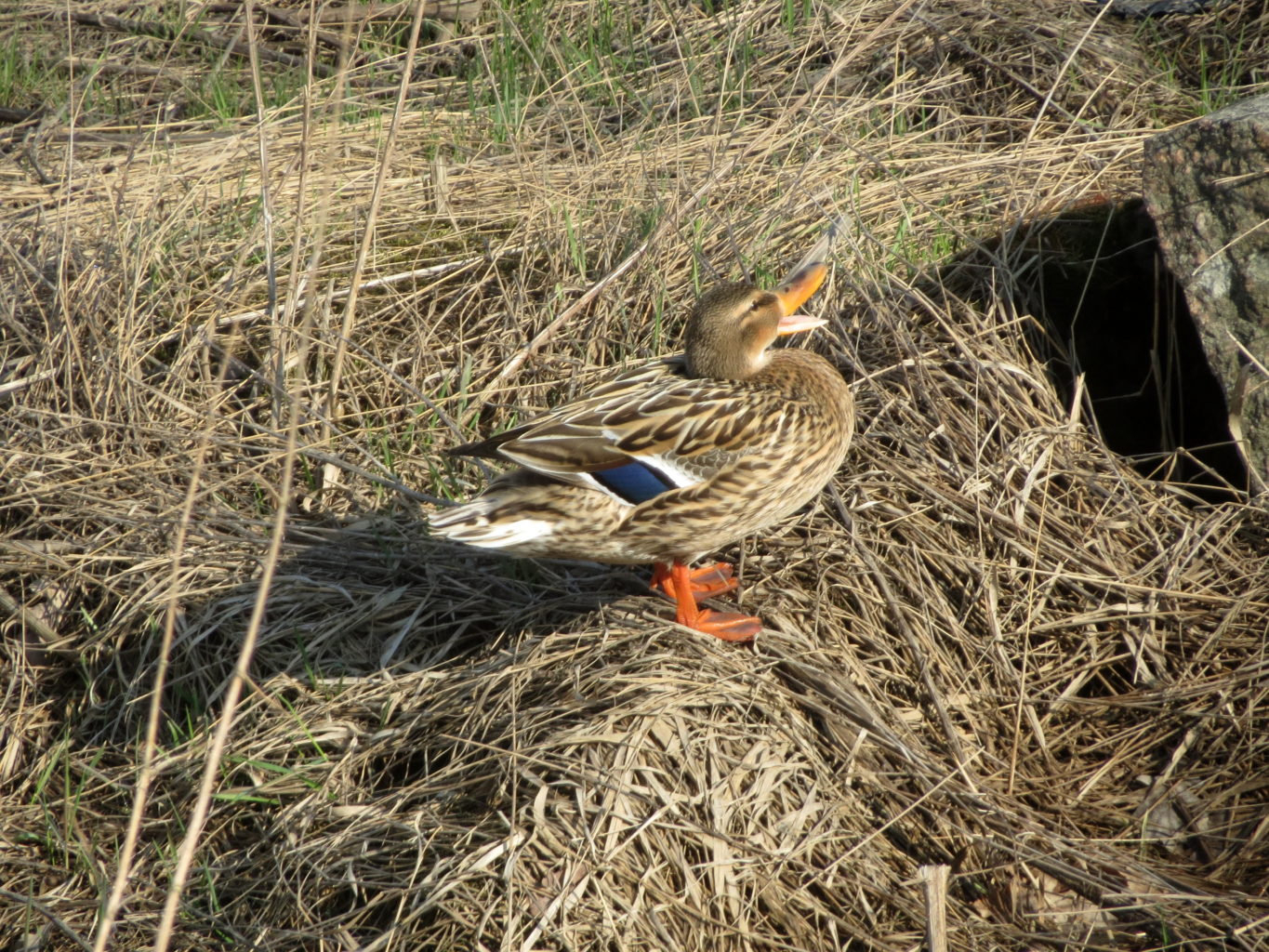 Valokuvaaja: Terttu Rantanen