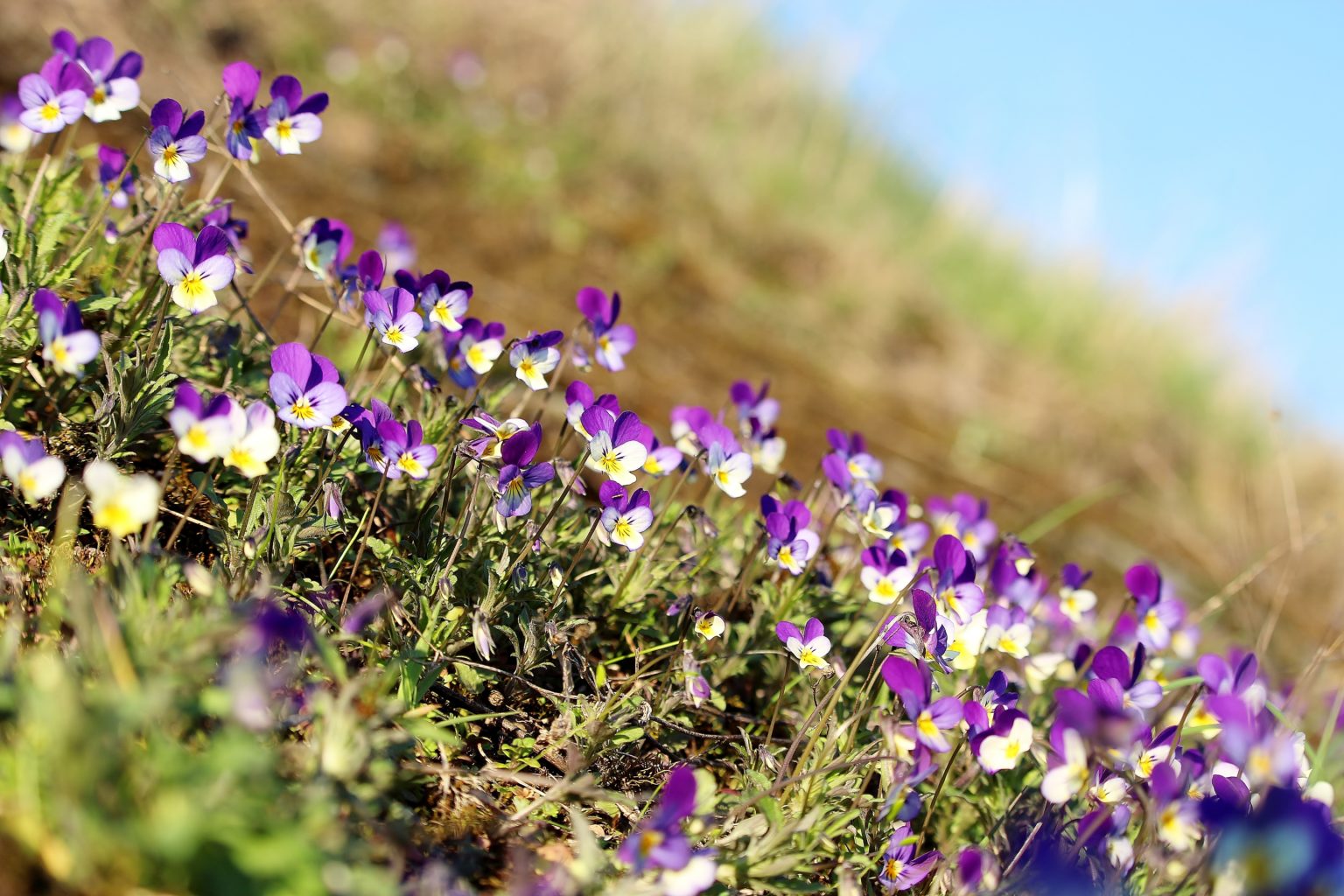 Valokuvaaja: Tuulikki Piikkilä
