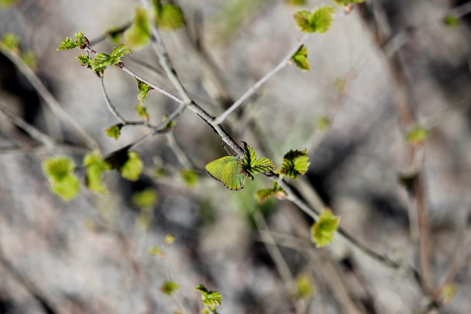 Valokuvaaja: Tuulikki Piikkilä