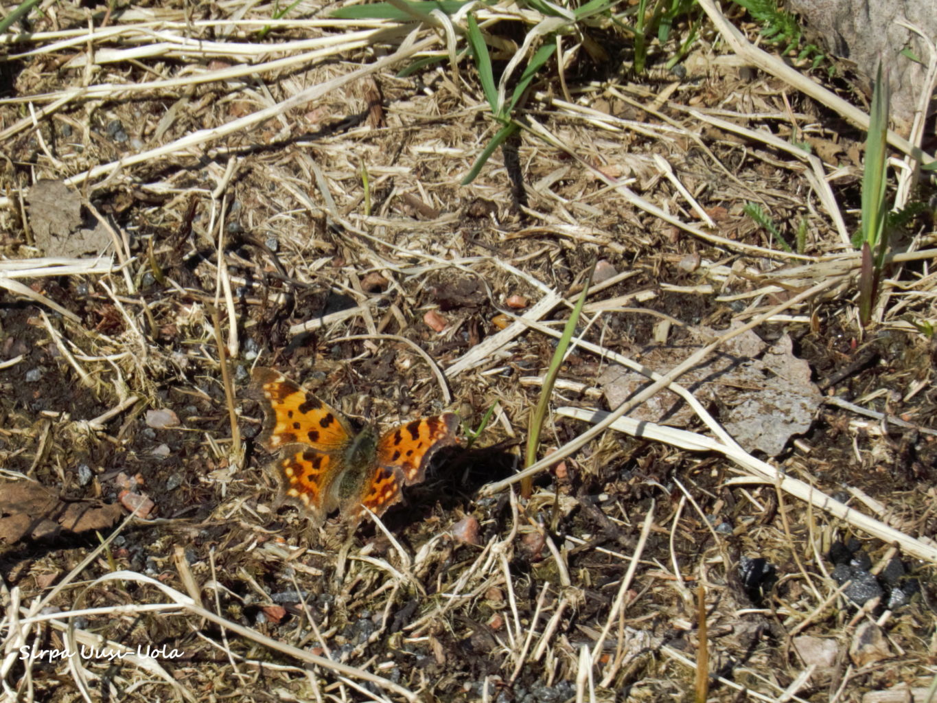 Valokuvaaja: Sirpa Uusi-Uola