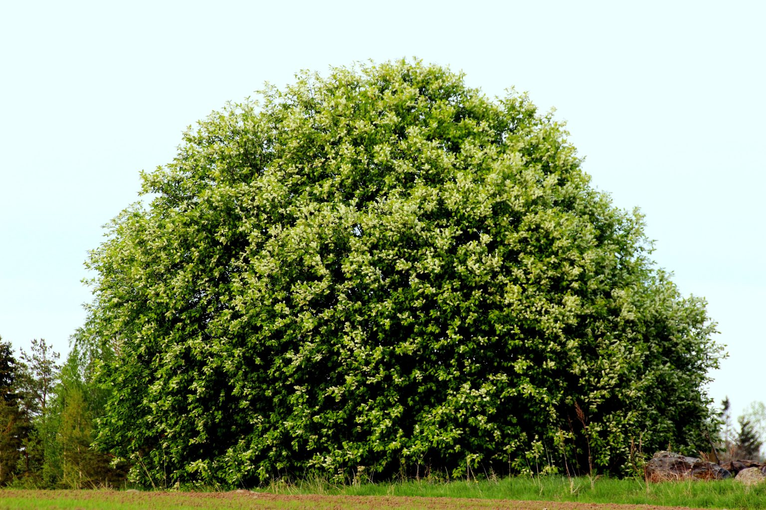 Valokuvaaja: Irja lehtinen