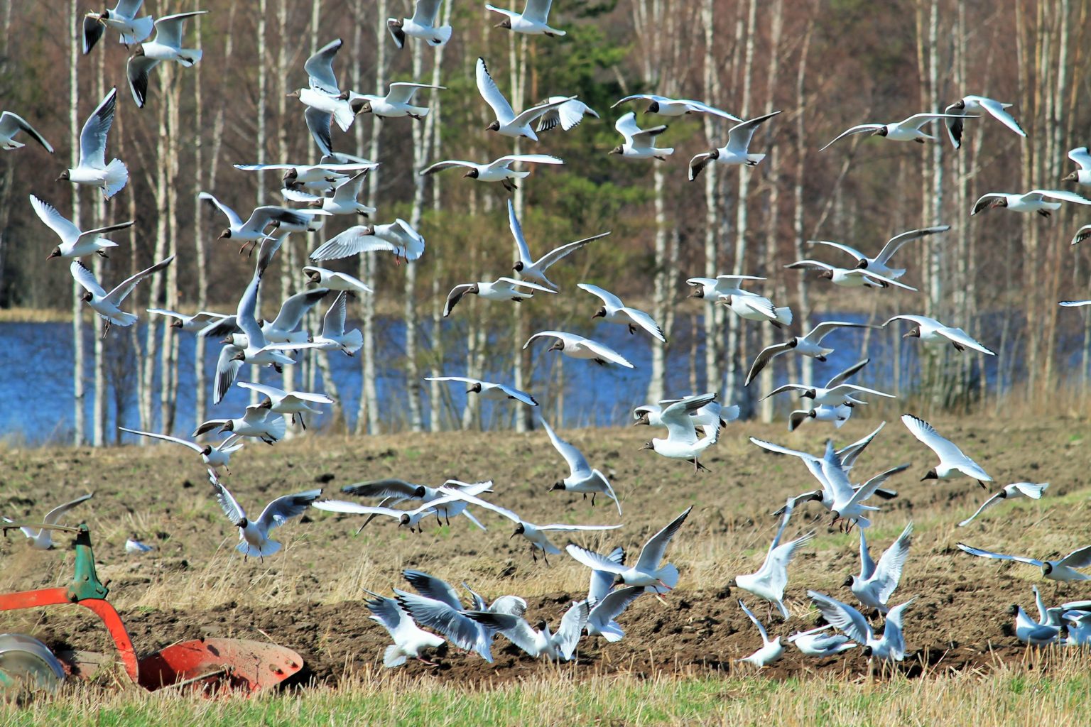 Valokuvaaja: PirkkoLiisa Hautamäki