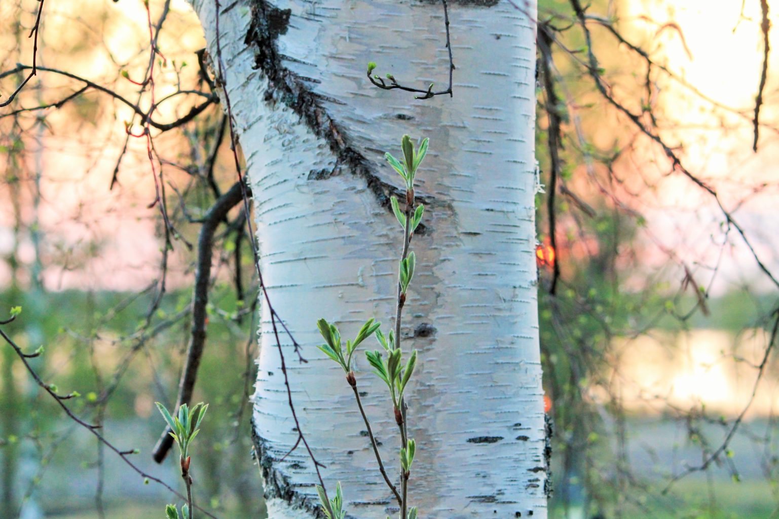 Valokuvaaja: PirkkoLiisa Hautamäki